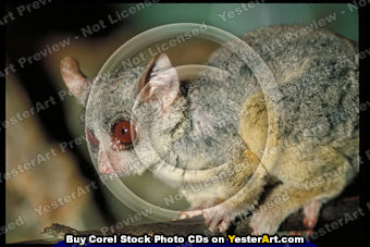 Apes - Corel Stock Photo CD #49000