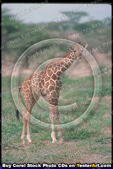 African Specialty Animals - Corel Stock Photo CD #130000