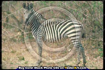 African Specialty Animals - Corel Stock Photo CD #130000