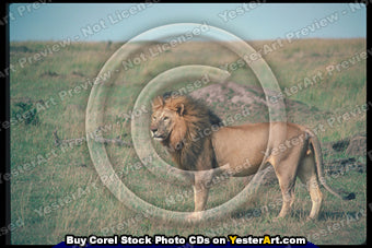 African Specialty Animals - Corel Stock Photo CD #130000