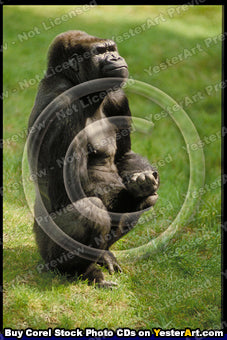 Apes - Corel Stock Photo CD #49000