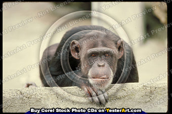 Apes - Corel Stock Photo CD #49000