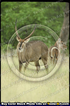 African Antelope - Corel Stock Photo CD #77000