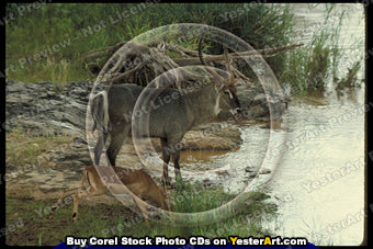 African Antelope - Corel Stock Photo CD #77000