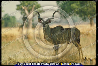 African Antelope - Corel Stock Photo CD #77000