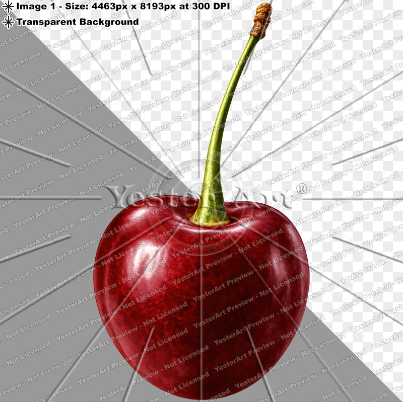 Montmorency Cherry with Stem | Digital Artwork Download)