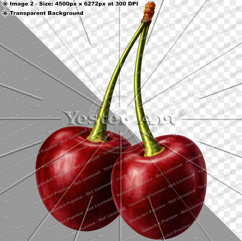 Montmorency Cherry with Stem | Digital Artwork Download)