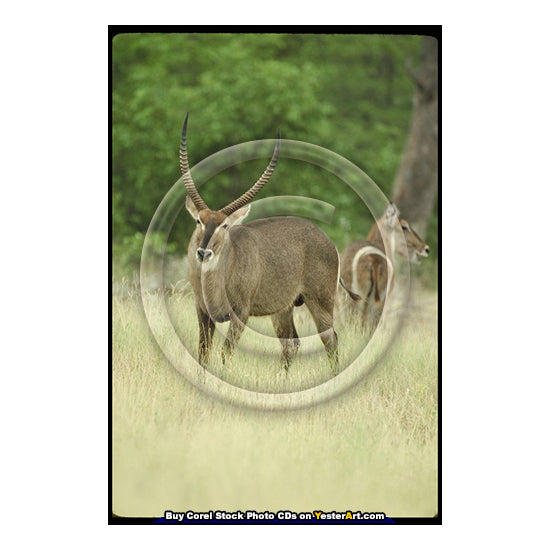 African Antelopes - Corel Stock Photo CD #77000 <text id="ICOA"></text>