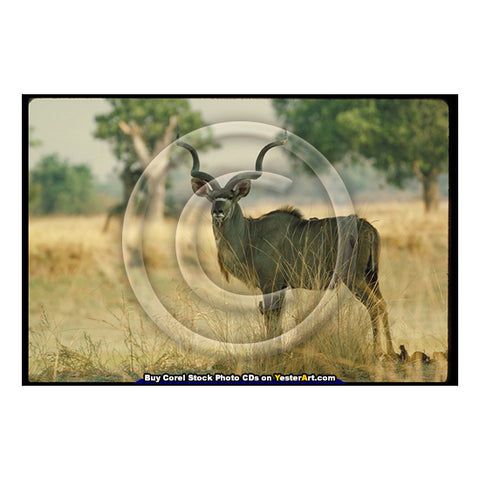 Image of African Antelopes - Corel Stock Photo CD #77000 <text id="ICOA"></text>