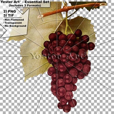 Image of Grapes with Stem & Leaves (Type: Brighton). Circa: 1908